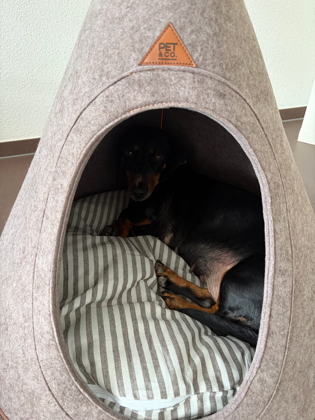 Customer photo review of Tonto - Luxury Dog Tipi