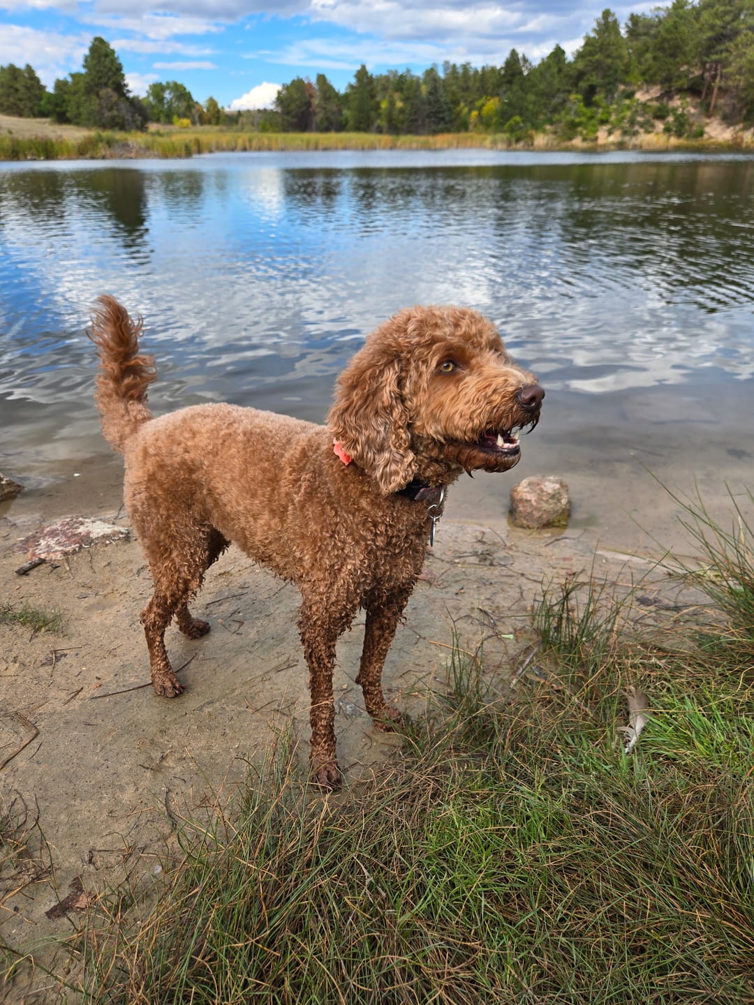 Customer photo review of Peeking Apricot Goldendoodle Holiday Sweatshirt
