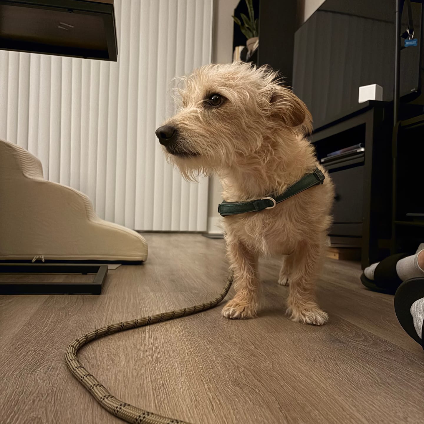 Customer photo review of Grab & Go Harness