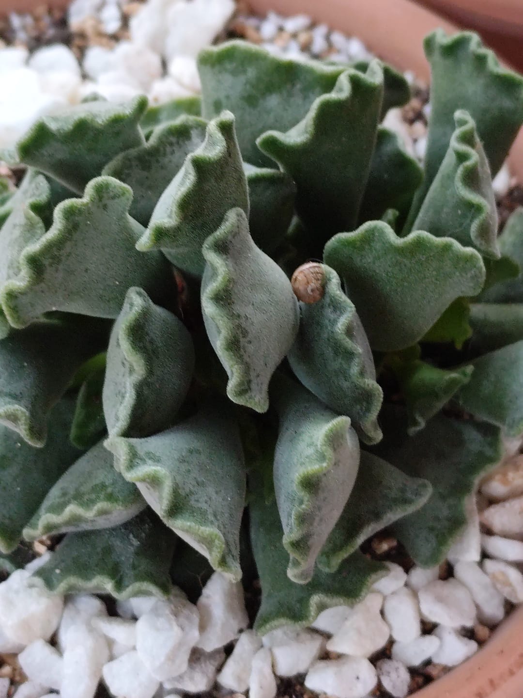 Customer photo review of Aloinopsis malherbei