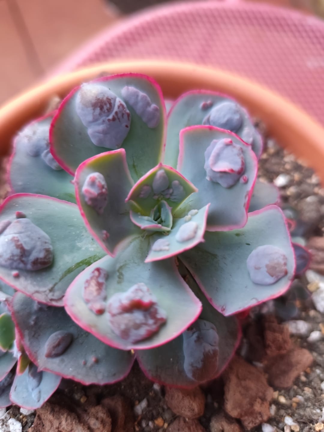 Customer photo review of Echeveria 'Heart's Delight'