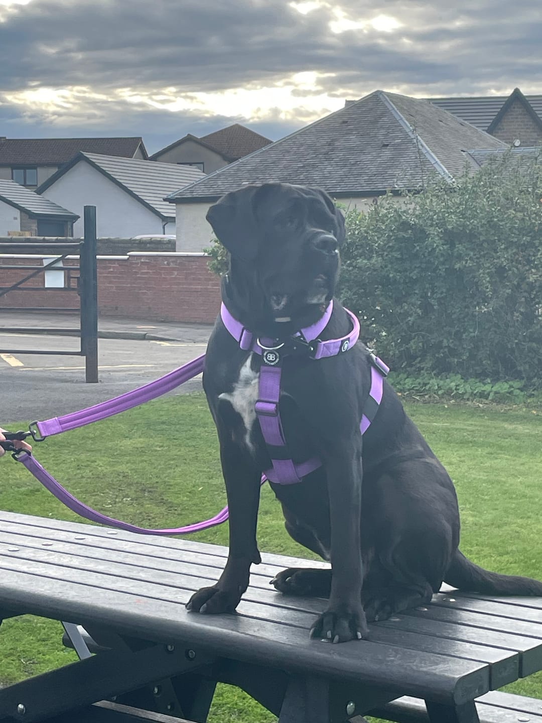 Customer photo review of Anti-Pull TRI-Harness® | Training Dog Harness for All Breeds - Purple