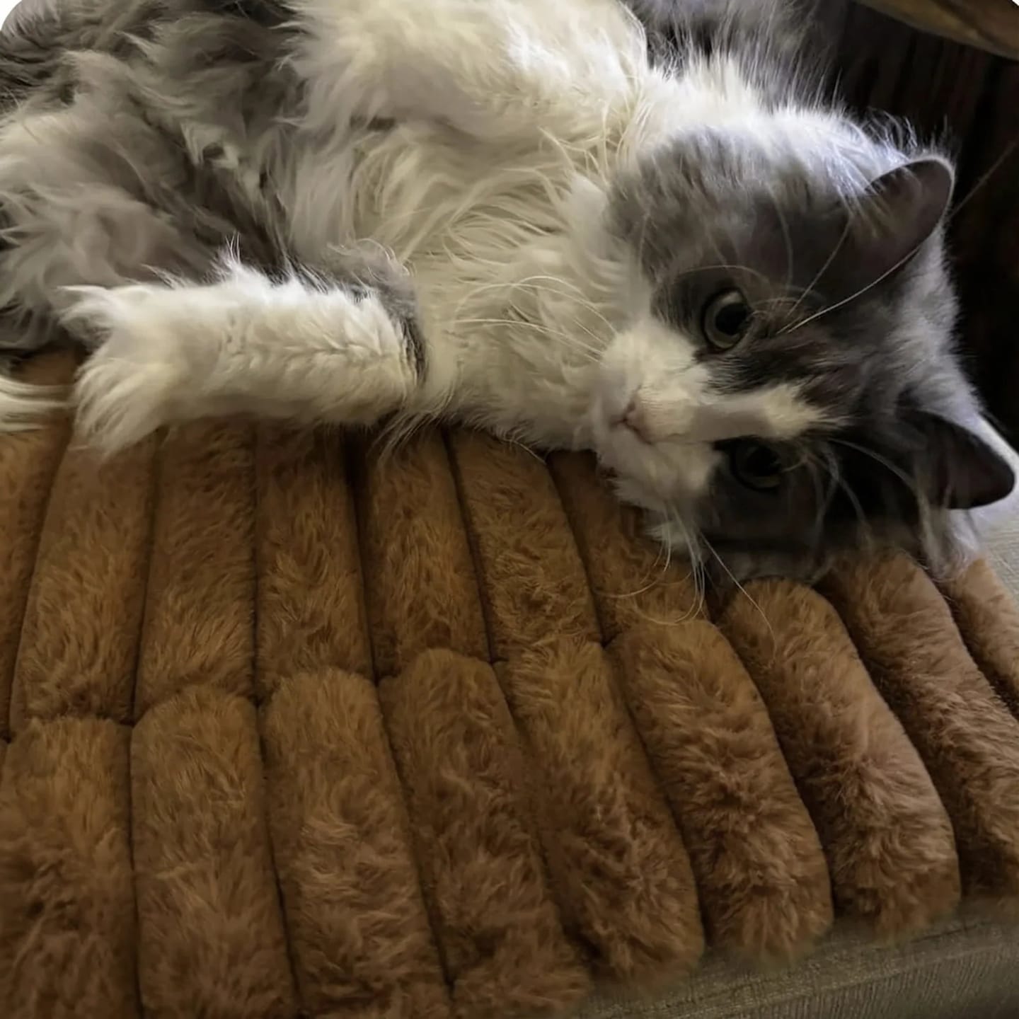 Customer photo review of Tapis chauffant auto-chauffant pour animaux de compagnie