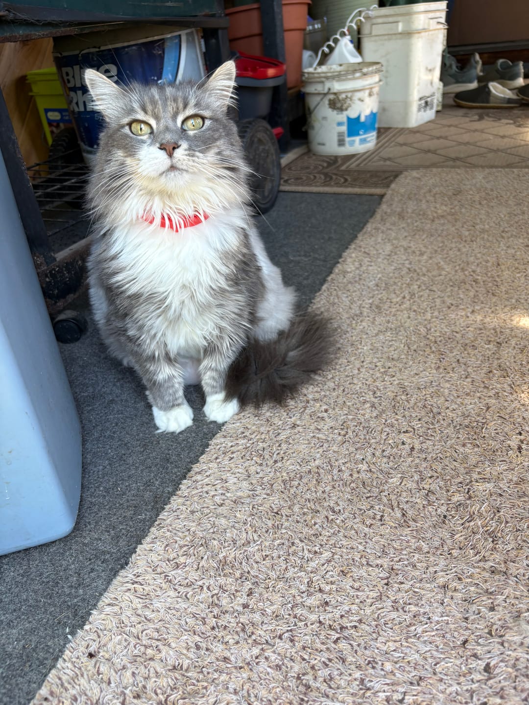 Customer photo review of FurLife™ - 8 Months All Natural Flea and Tick Collar for Cats