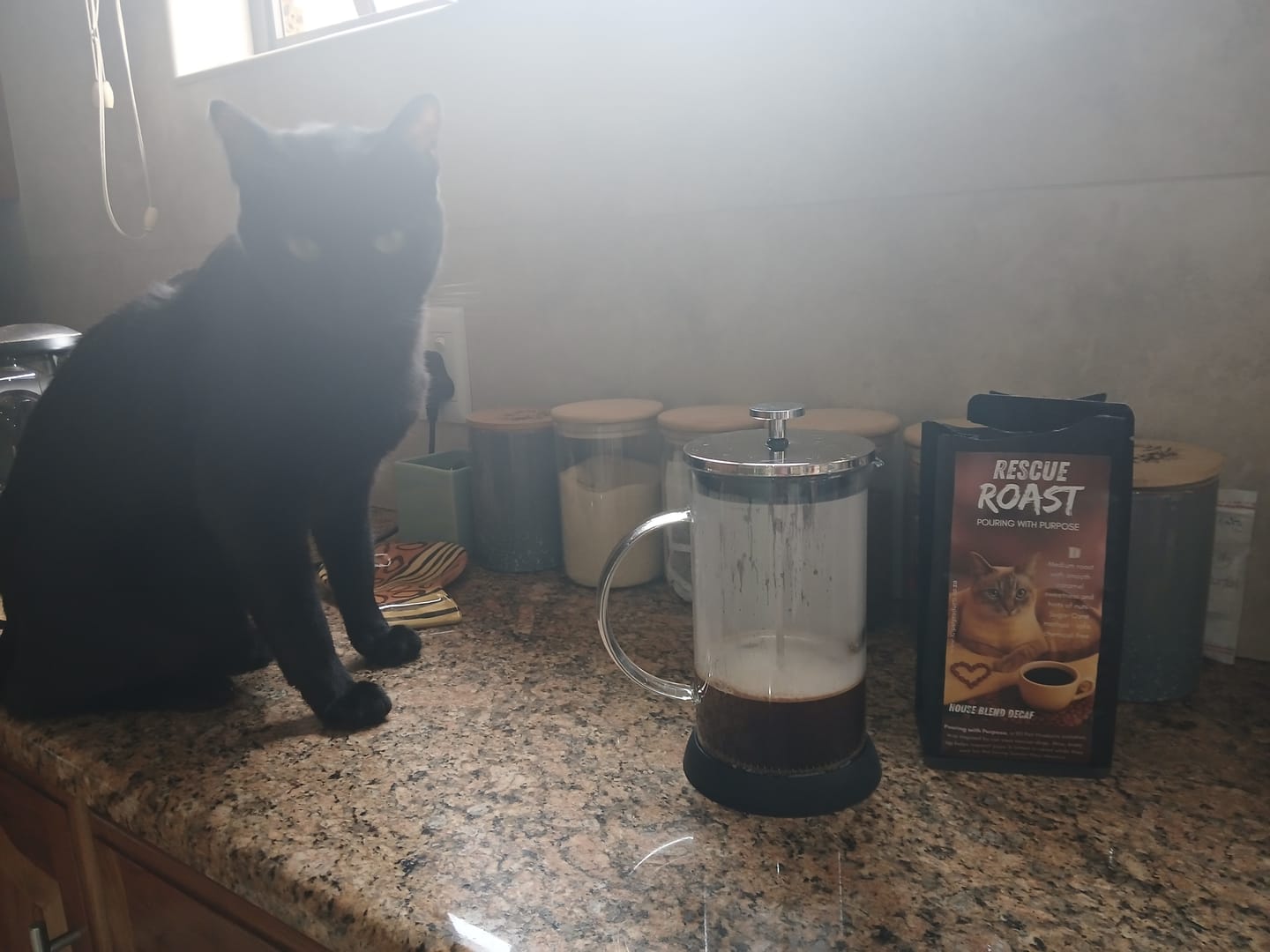 Customer photo review of Meow & Mellow – DECAF coffee that is smooth, warm, and relaxing (101 Pet Products)