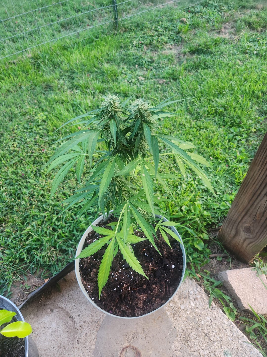 Customer photo review of Double Runtz Smalls- Hybrid