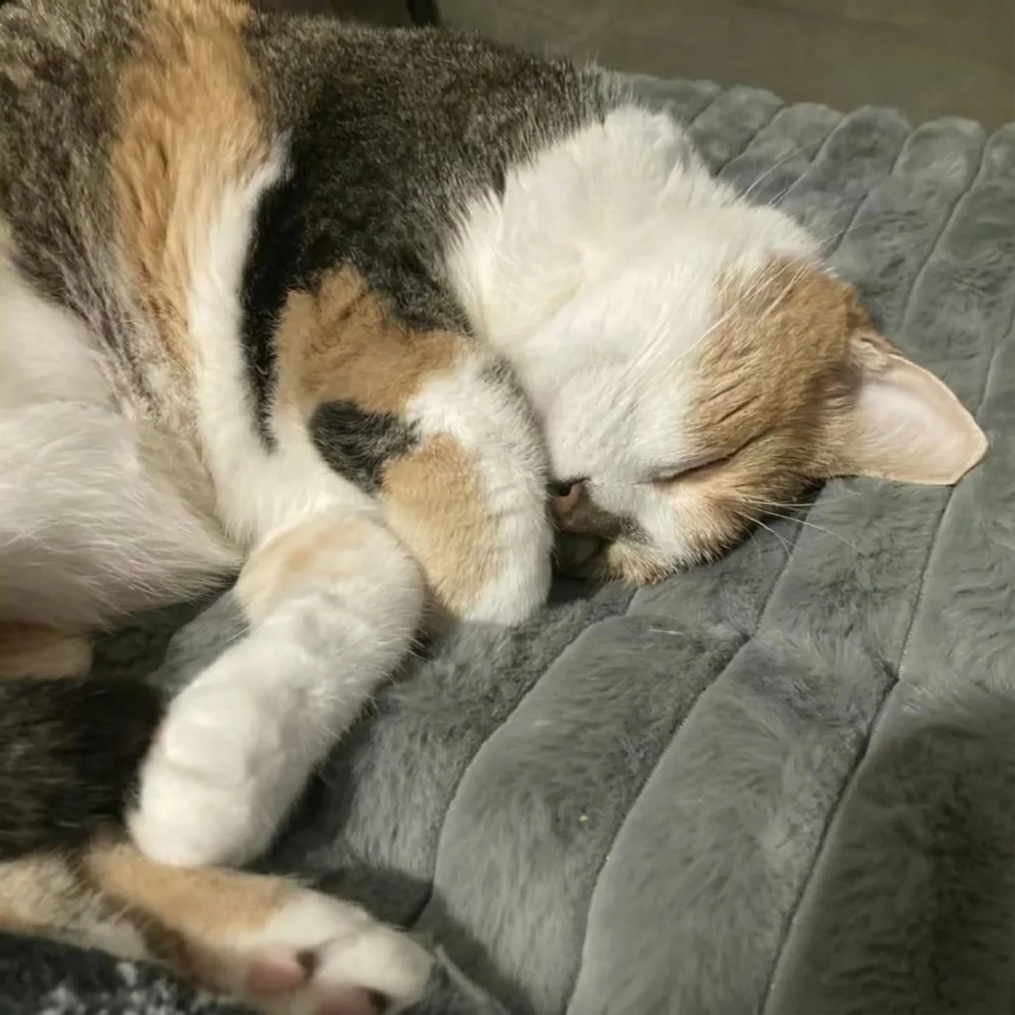 Customer photo review of Tapis chauffant auto-chauffant pour animaux de compagnie