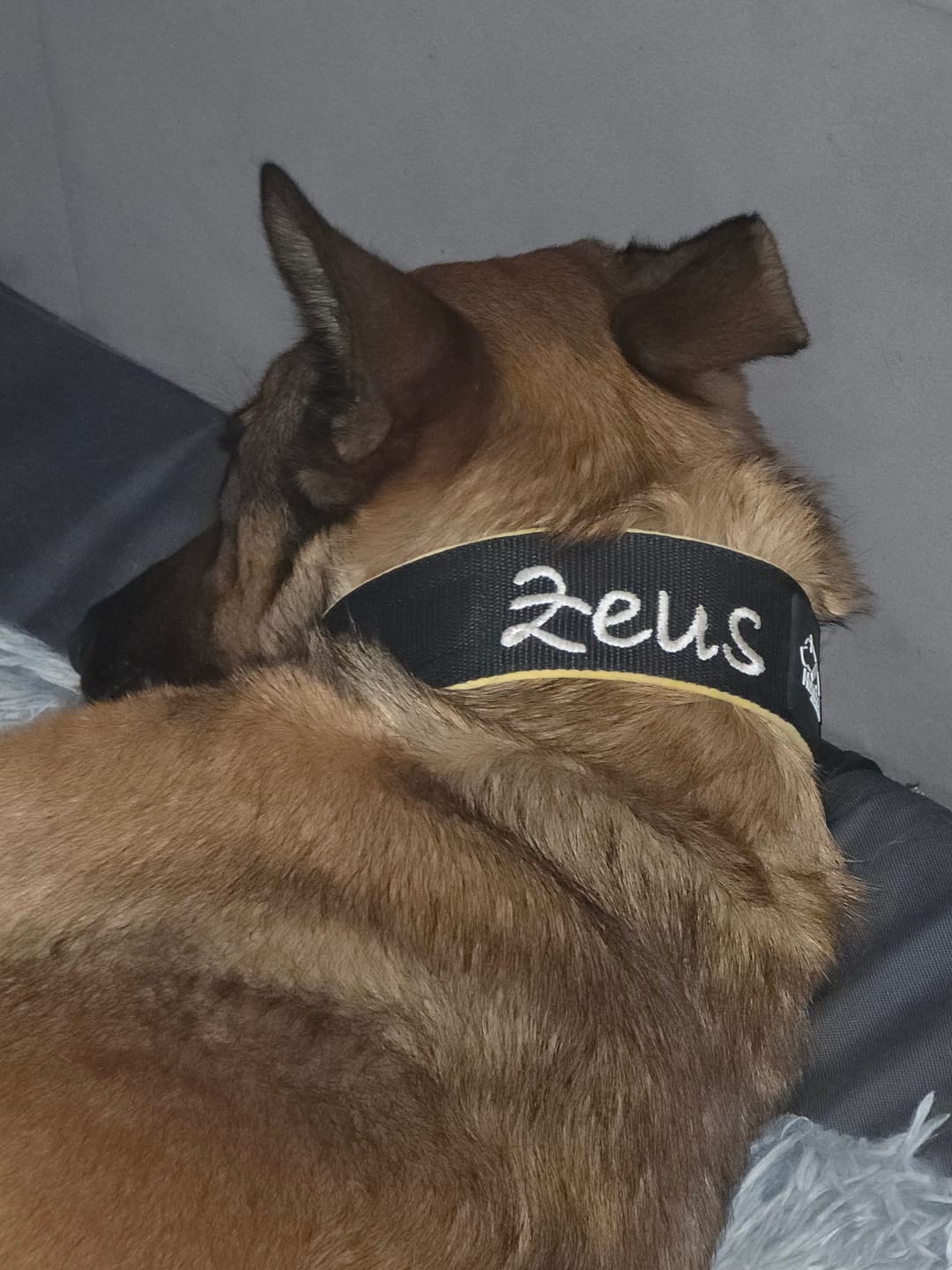 Customer photo review of Walk Leash Black Edition Svart - Säkert nylonkoppel i olika längder