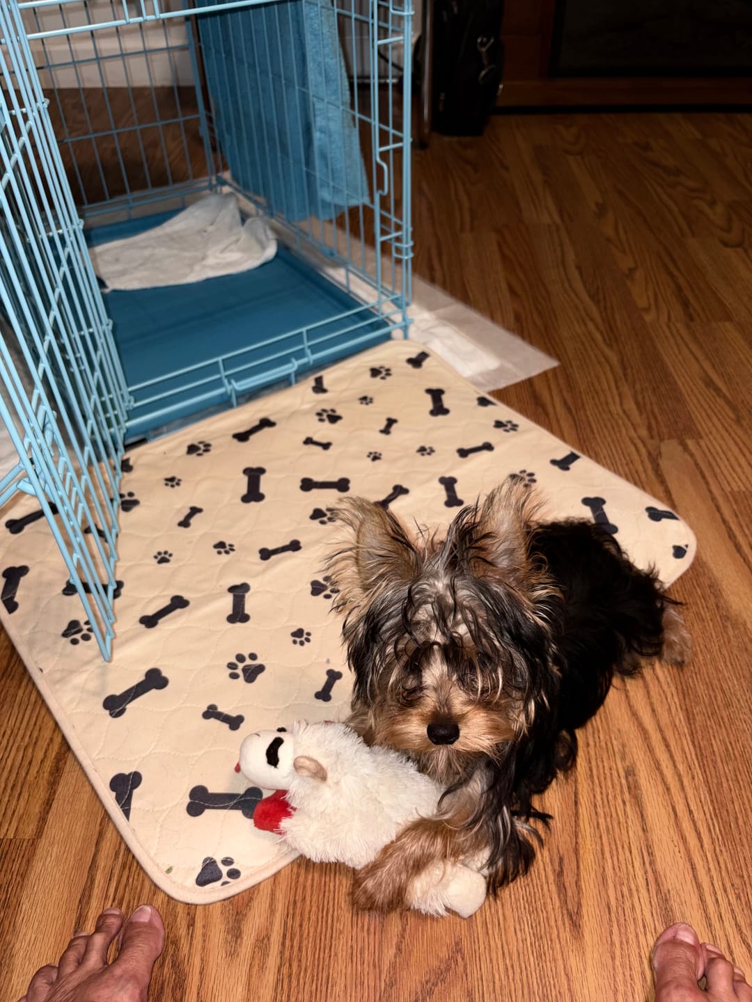 Customer photo review of FurLife™ 12 Months Flea and Tick Free