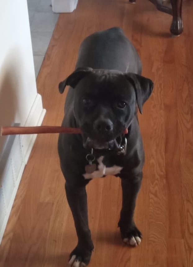 Customer photo review of Iron Paws Daily Human-Grade Superfood For Dogs