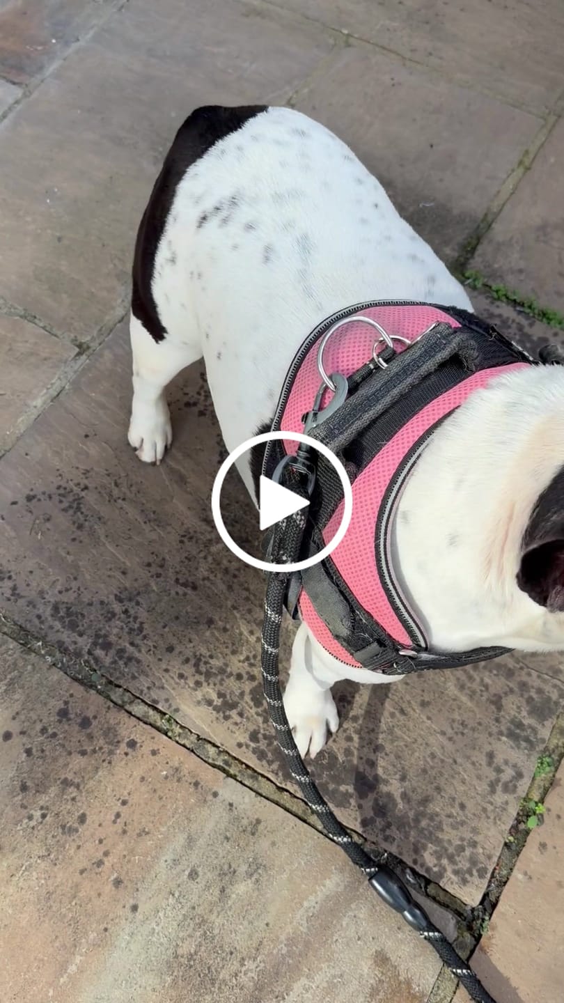 Customer video review of Dog Water Bottle, Lick 'n Flow, Silver