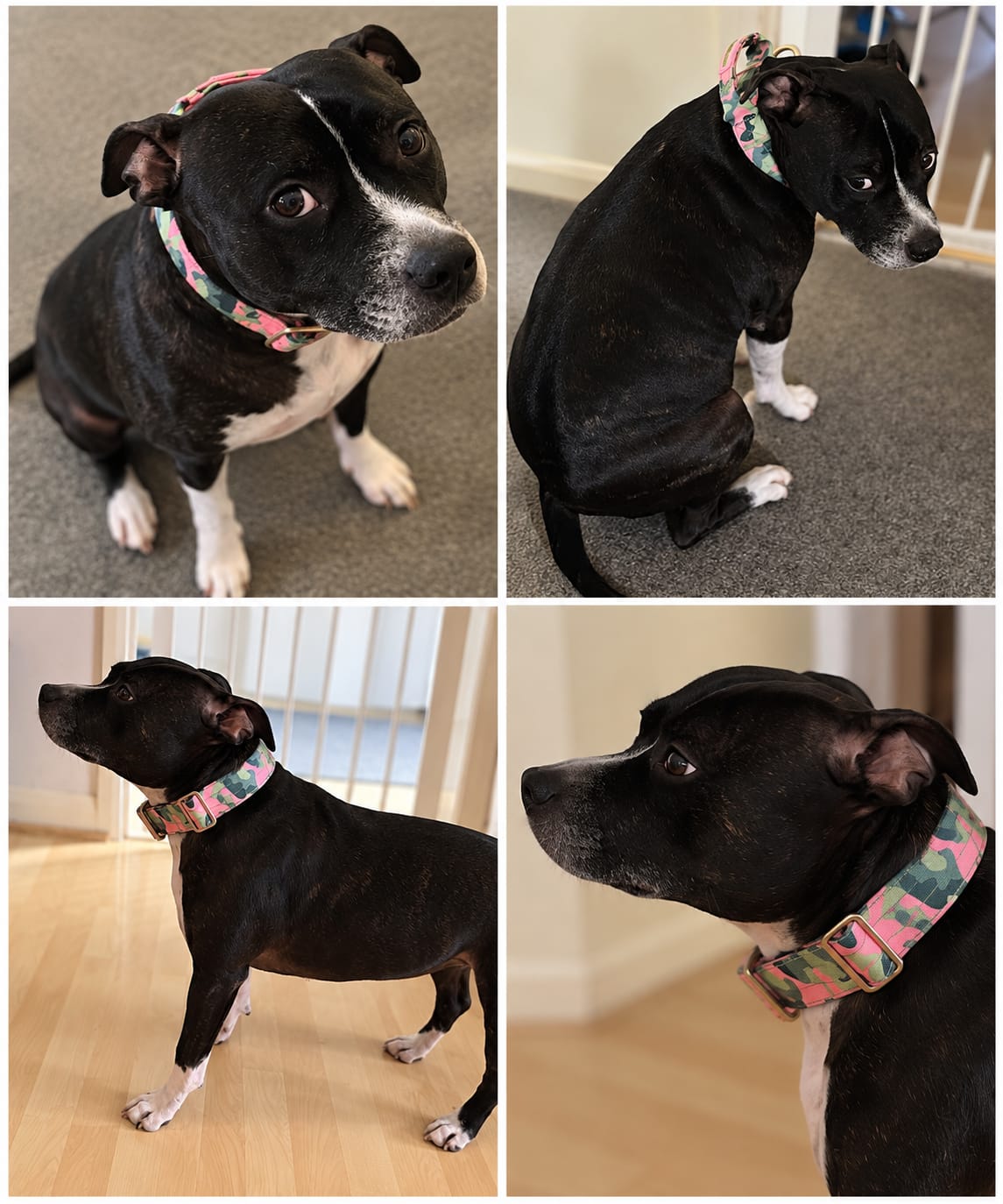 Customer photo review of 4cm Lighter Combat® Collar | With Handle & Secure Clip - Pink Camouflage