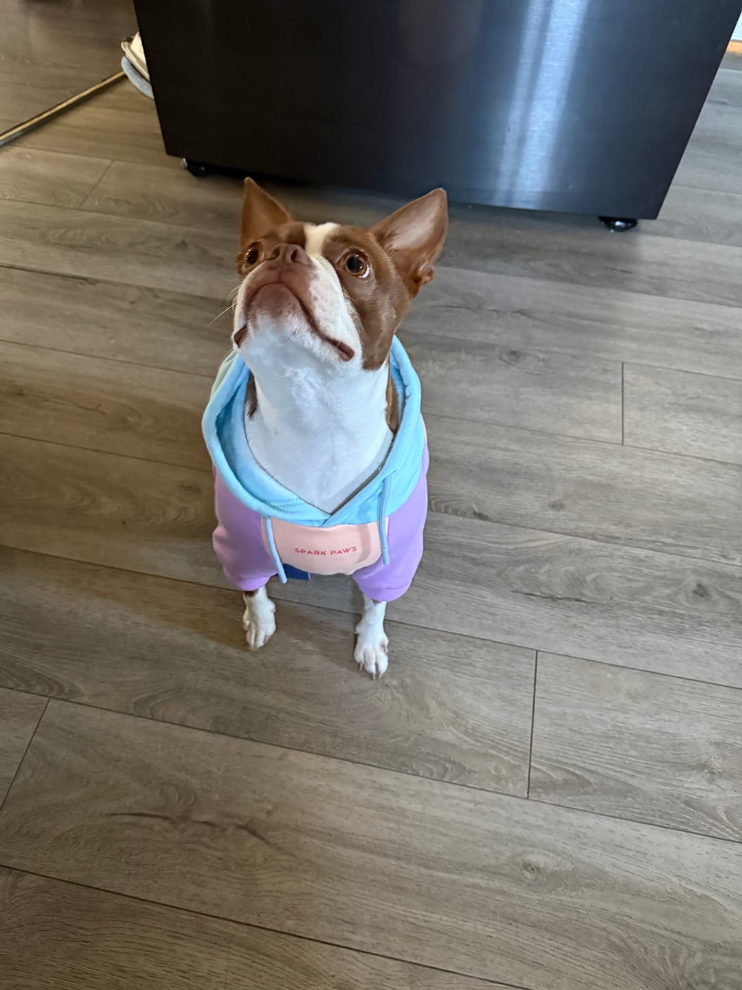 Customer photo review of Cotton Candy Dog Hoodie