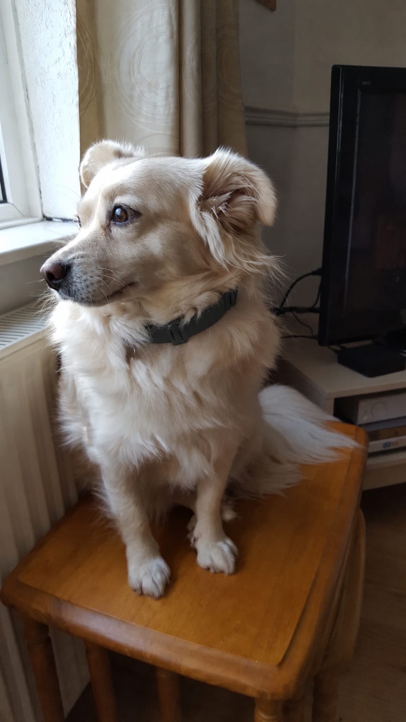 Customer photo review of Arrullo® Collar Calmante