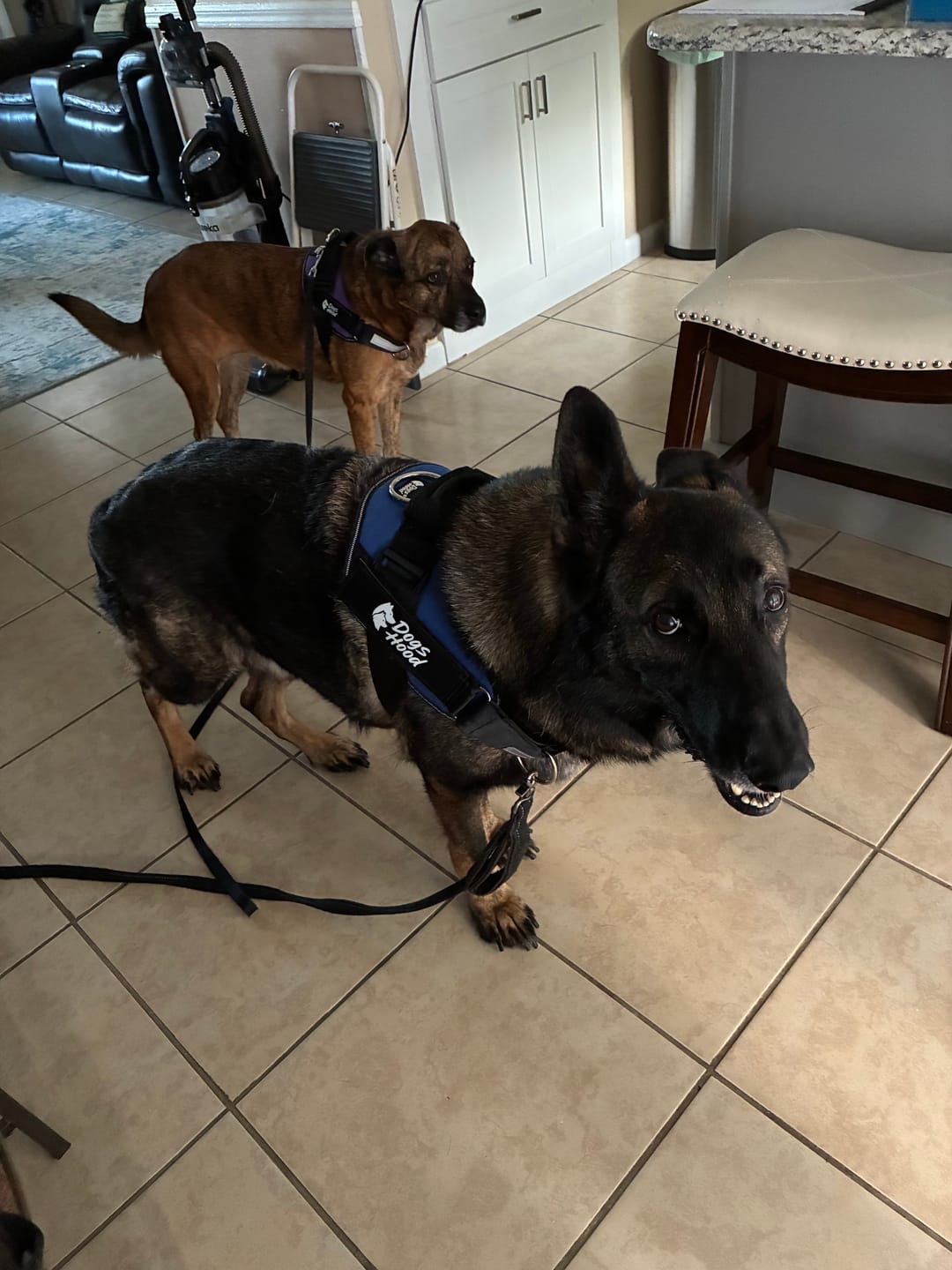 Customer photo review of Dogshood ™ No Pull Harness