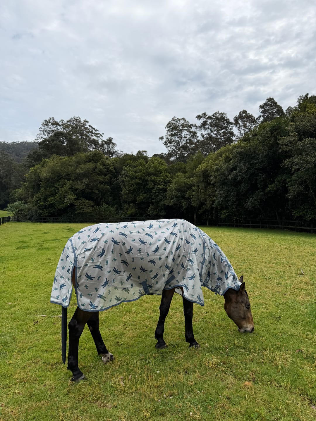 Customer photo review of Amigo Integrated Fly Sheet