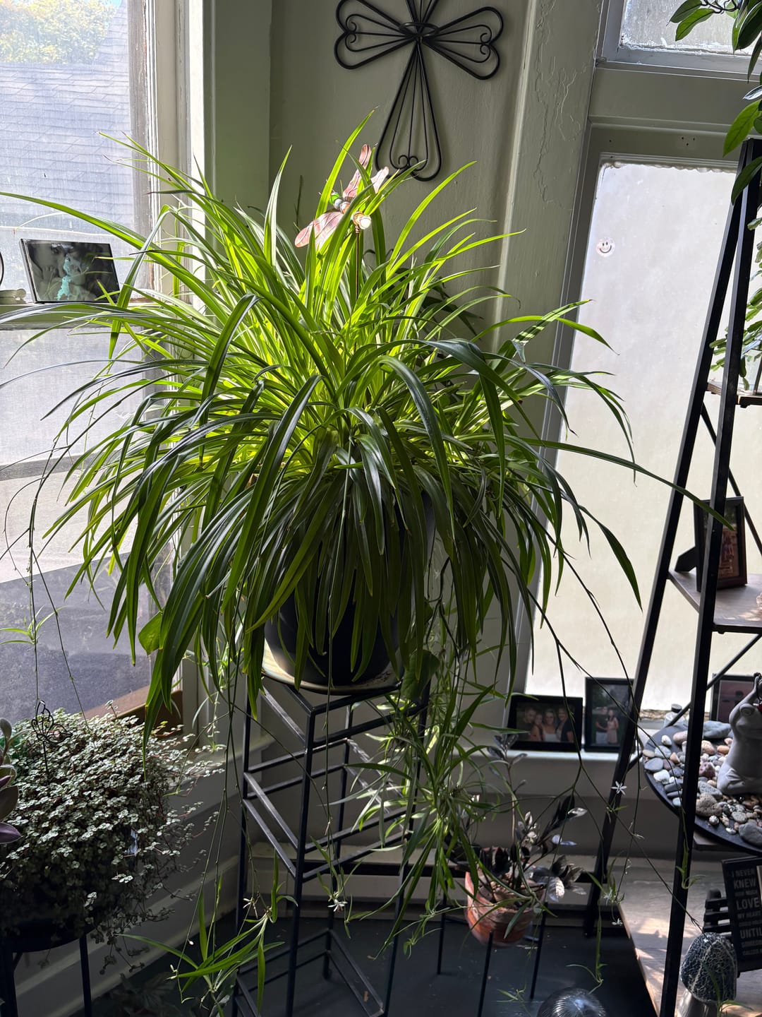 Customer photo review of Fungus Gnat Death Drops