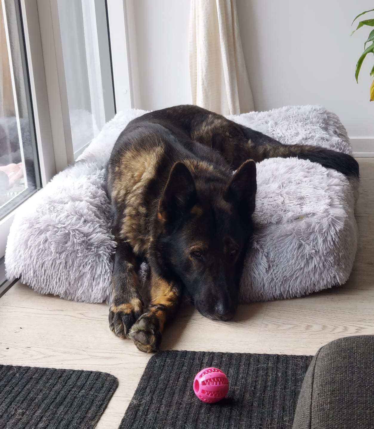 Customer photo review of Fluffy Hundepude, Grå