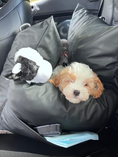 Customer's puppy sitting inside the black Dog Dock V2 inside a car, next to a plush cow toy.