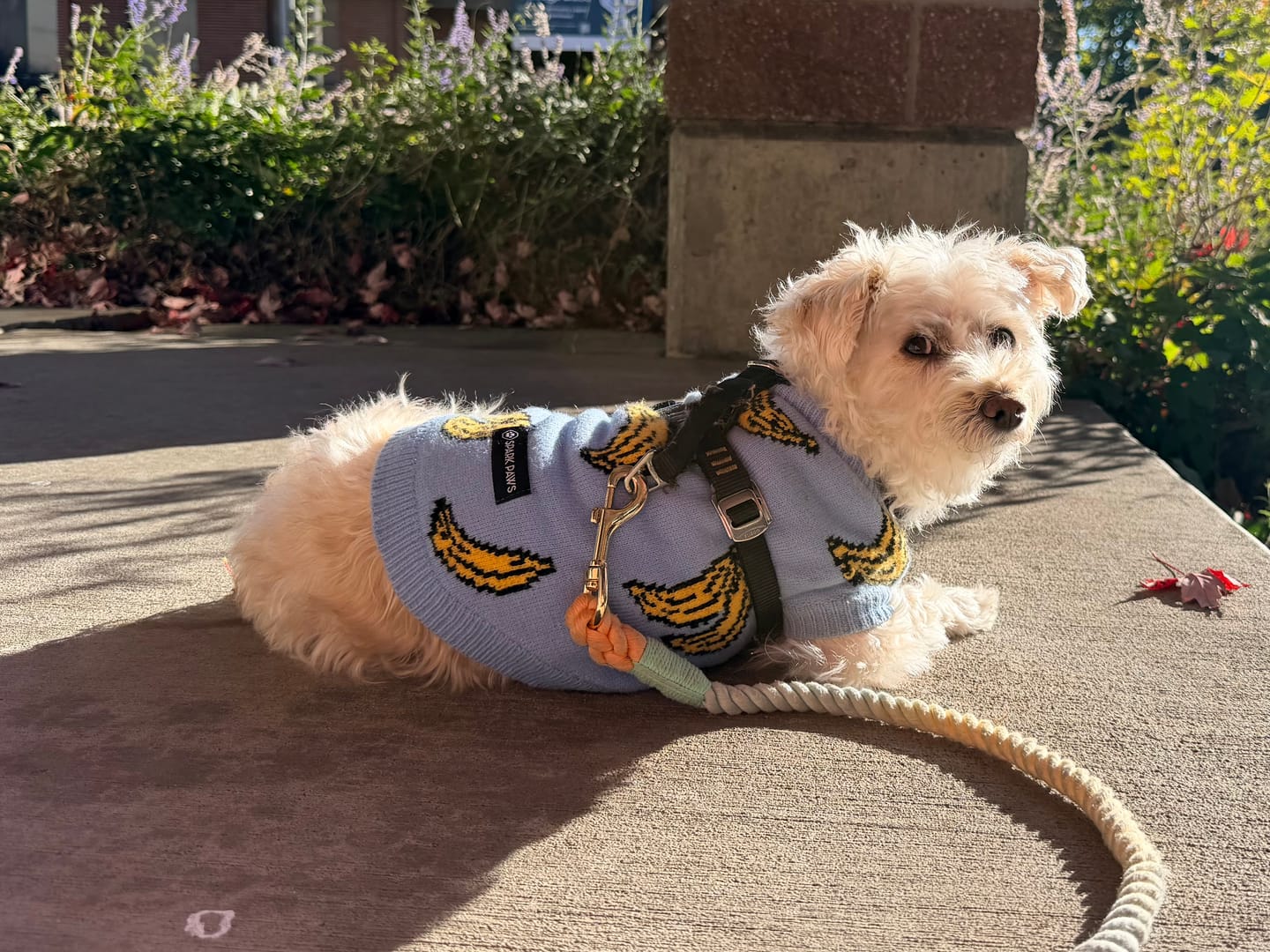 Customer photo review of Banana Knit Dog Sweater