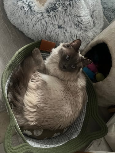 Customer's cat curled up comfortably inside the green Instinct Basket.