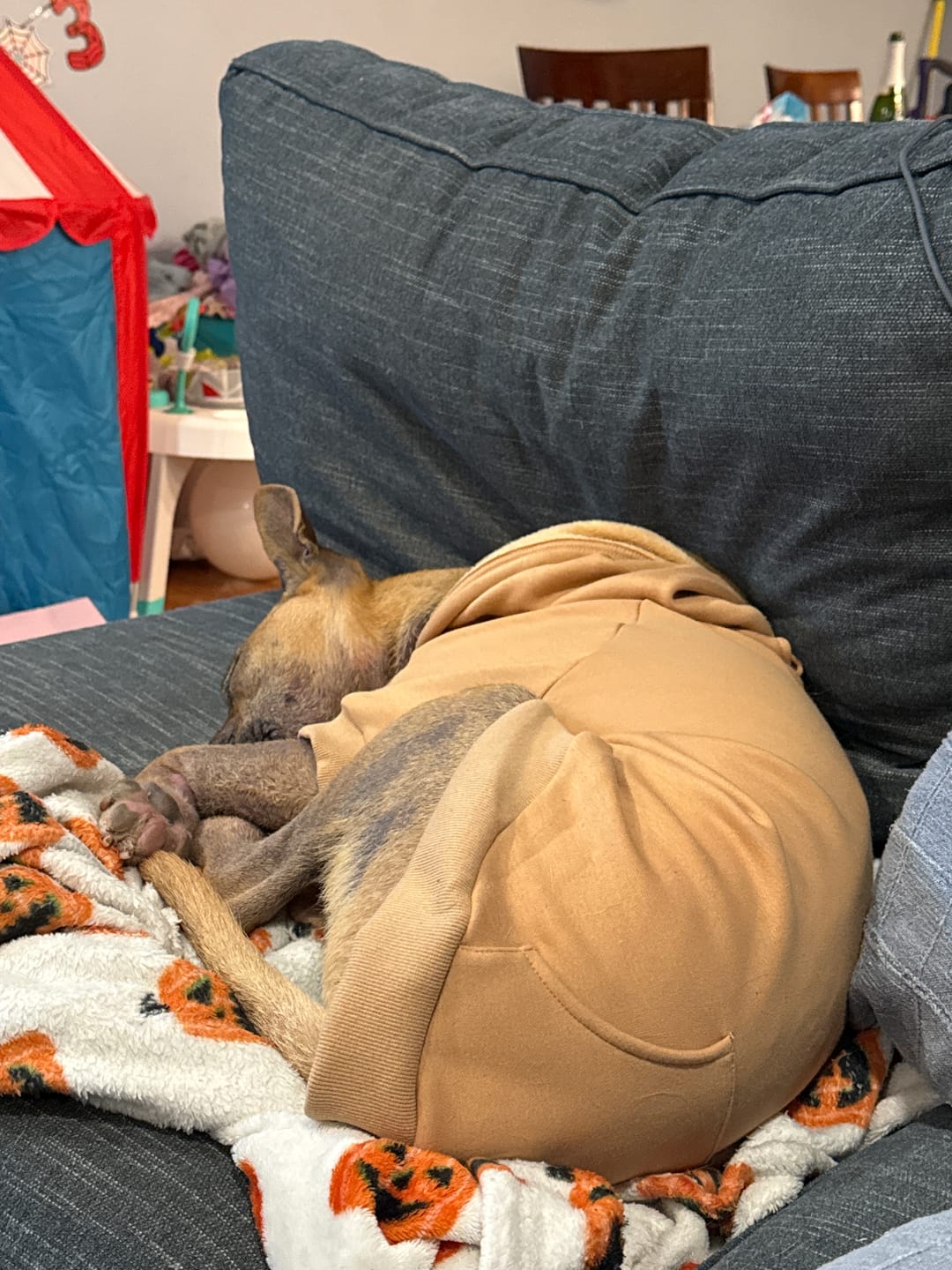 Customer photo review of Essential Dog Hoodies