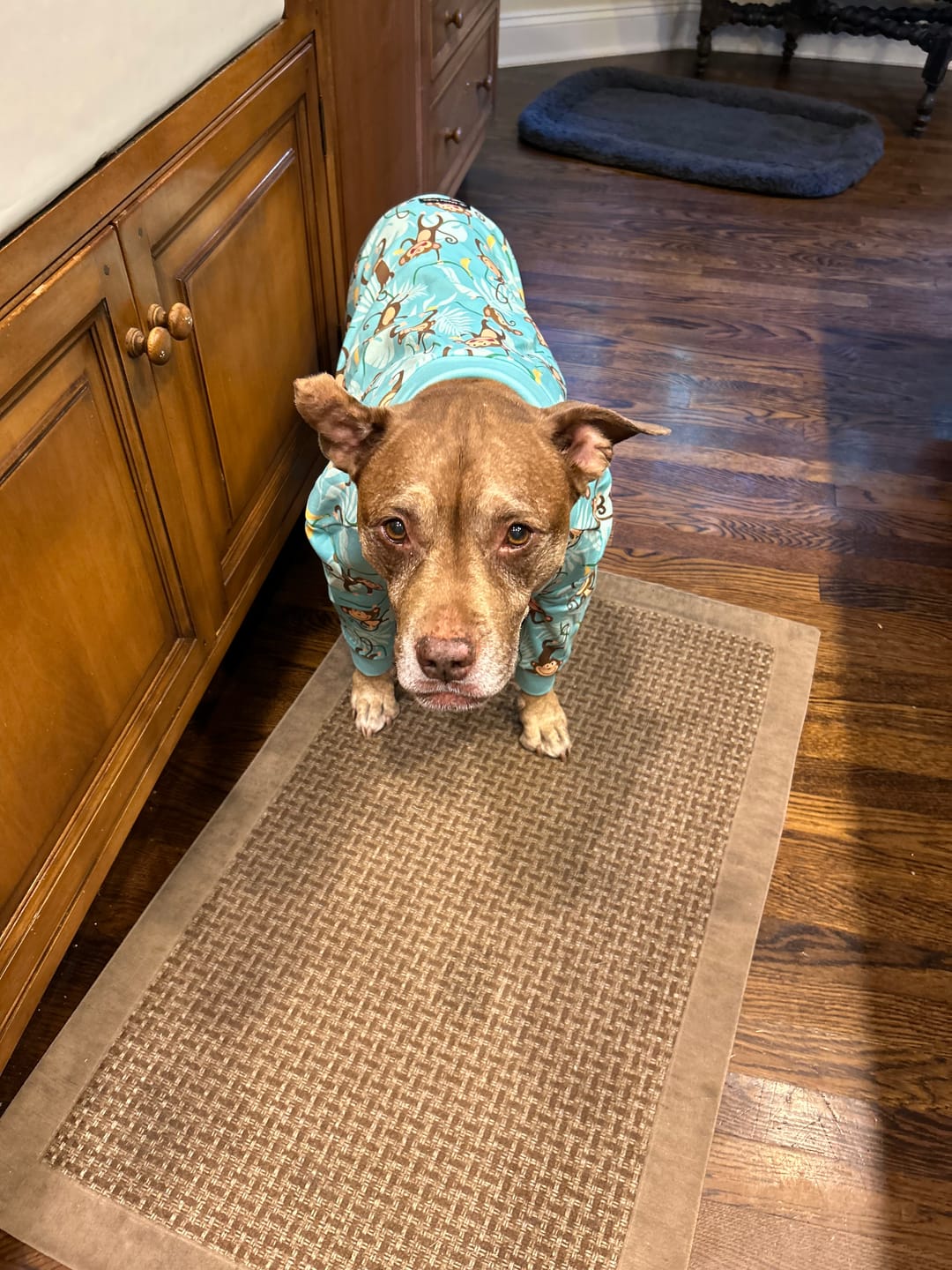 Customer photo review of Dog Pajama - Monkey Business