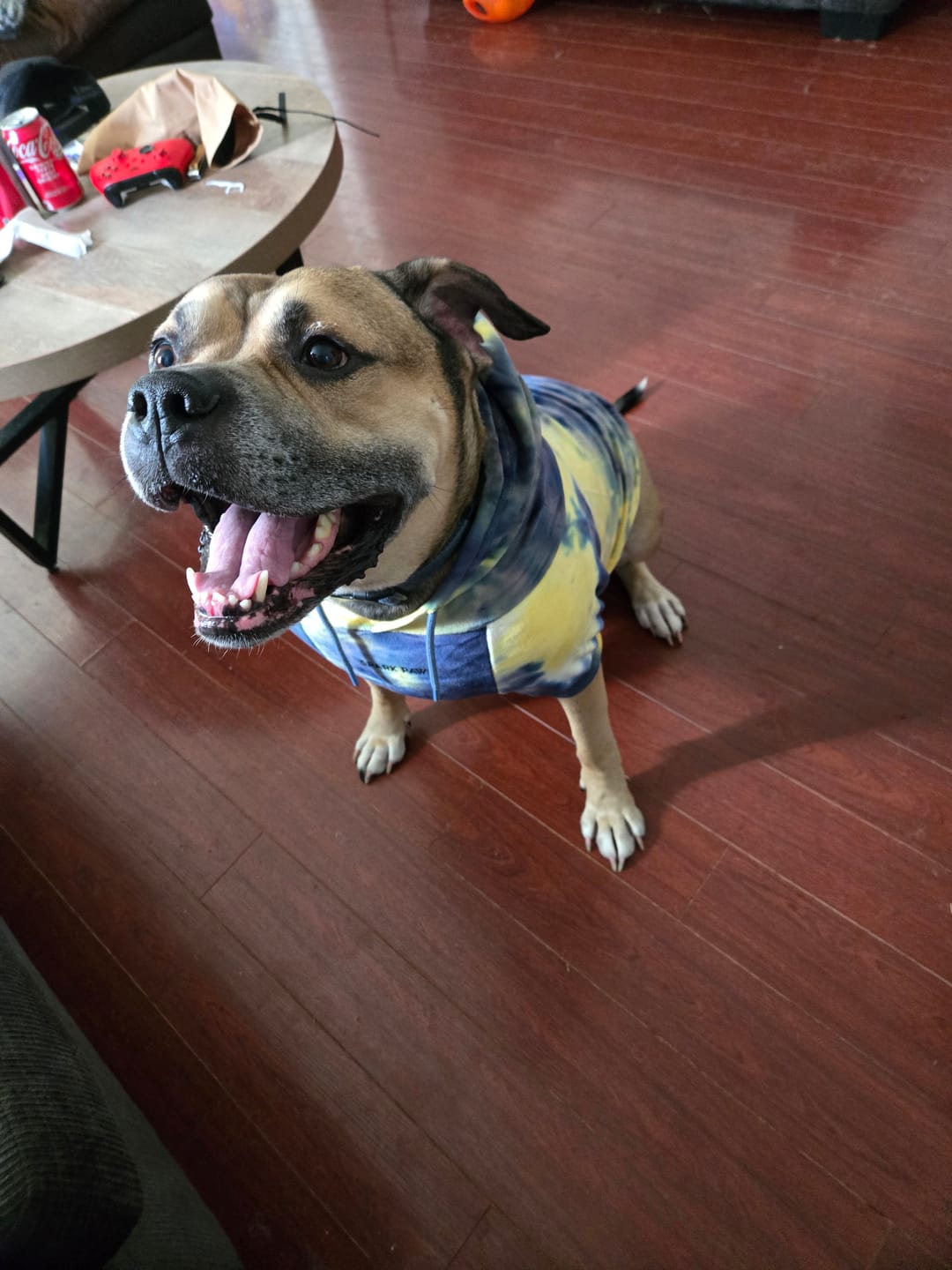 Customer photo review of Velvet Dog Hoodie - Nova