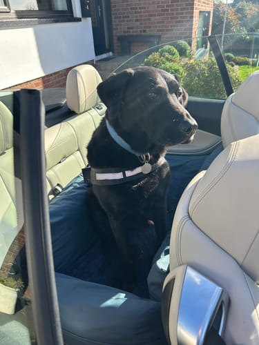 Customer's Dog Dock V2 in a car back seat with a black dog wearing a harness sitting inside