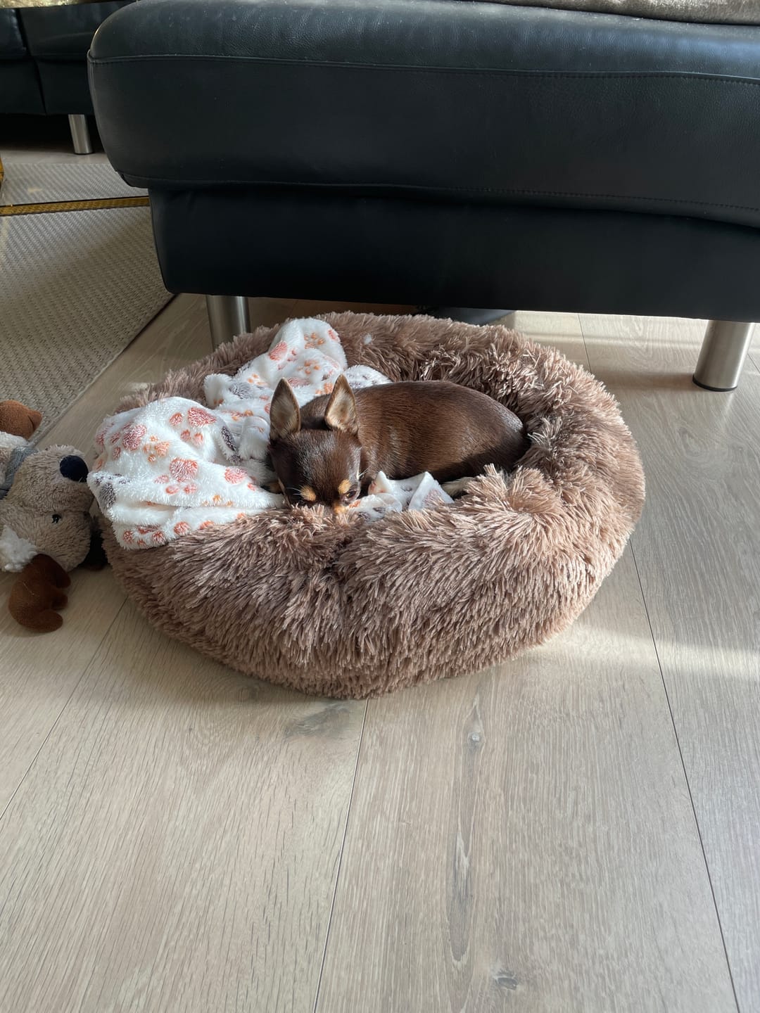 Customer photo review of Fluffy Donut Hundeseng, brun