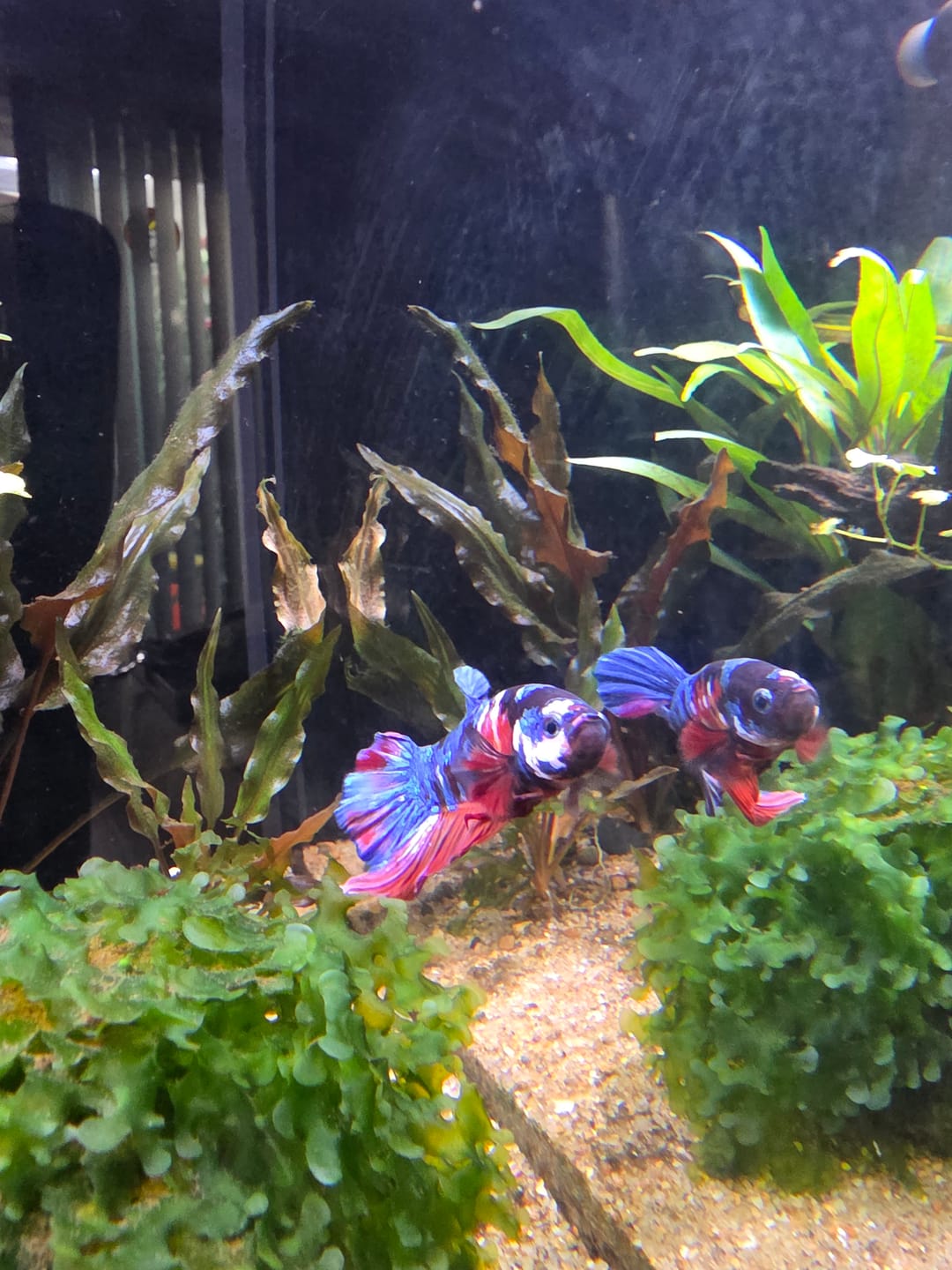 Customer photo review of Koi Multicolor Dark Tone Plakat Male Betta Fish | High Grade | Mystery Betta