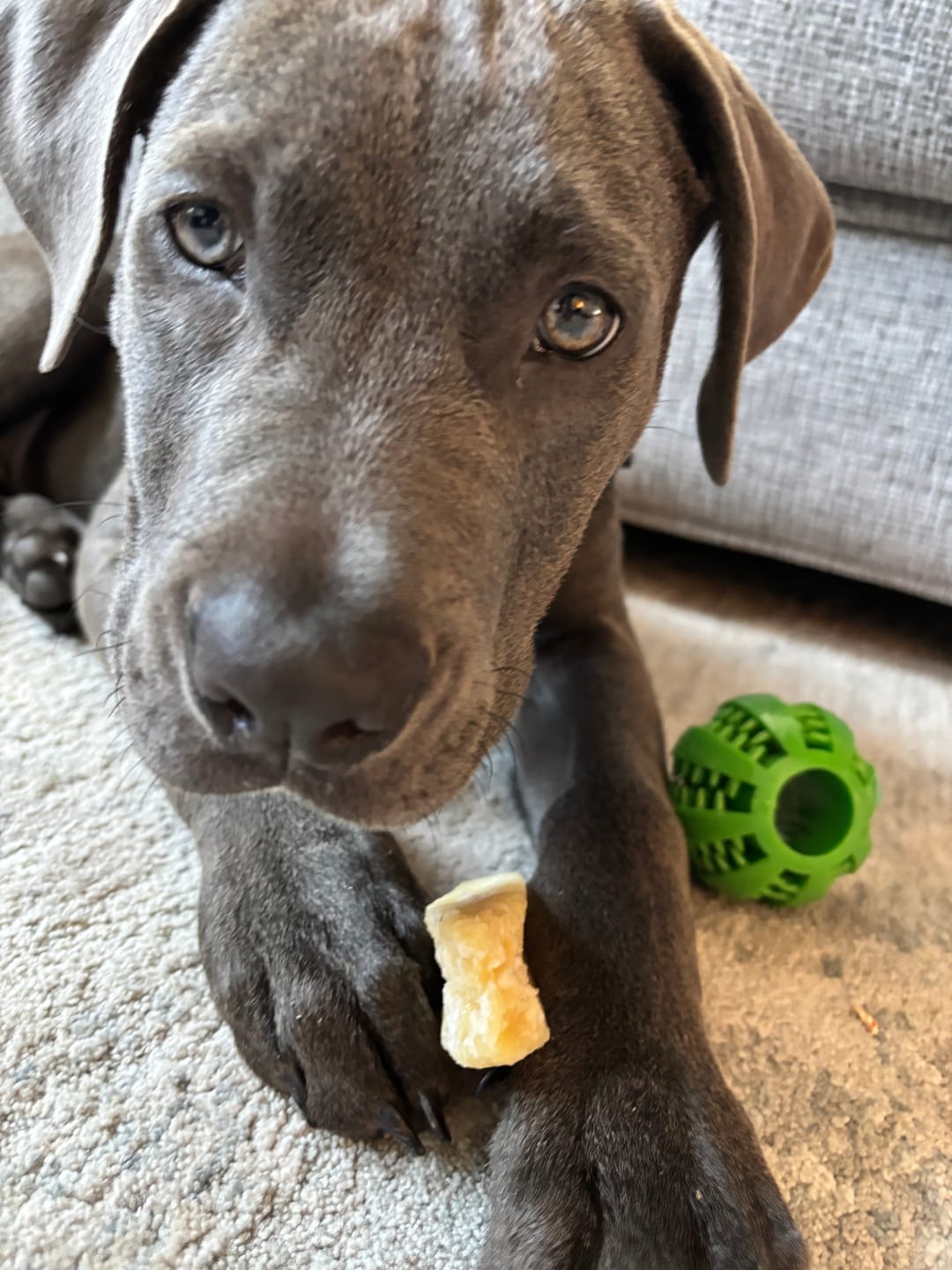 Customer photo review of Coconut Yak Chew — Healthy Fats, Supports Skin & Coat Health