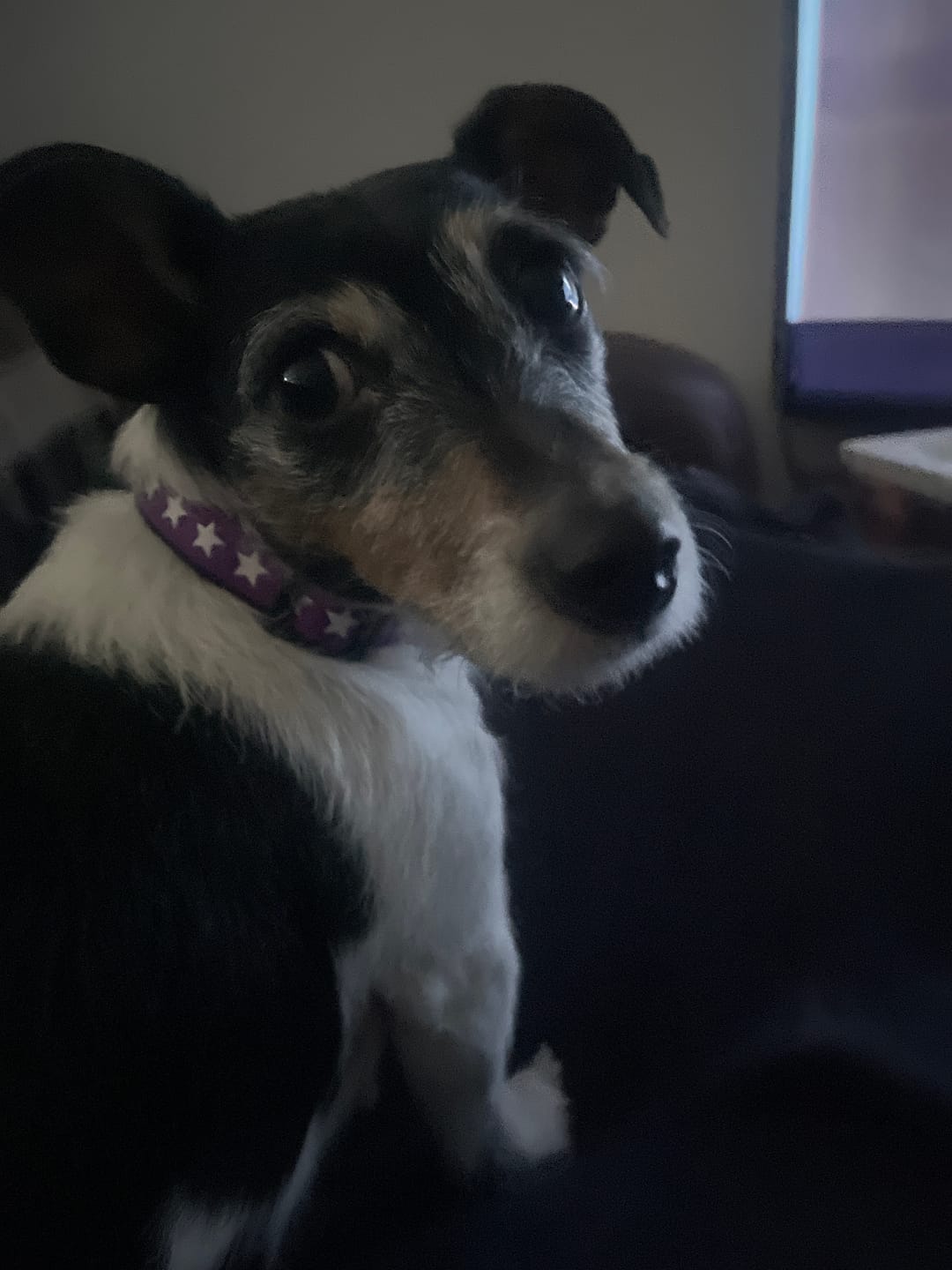 Customer photo review of Purple Star Dog Collar