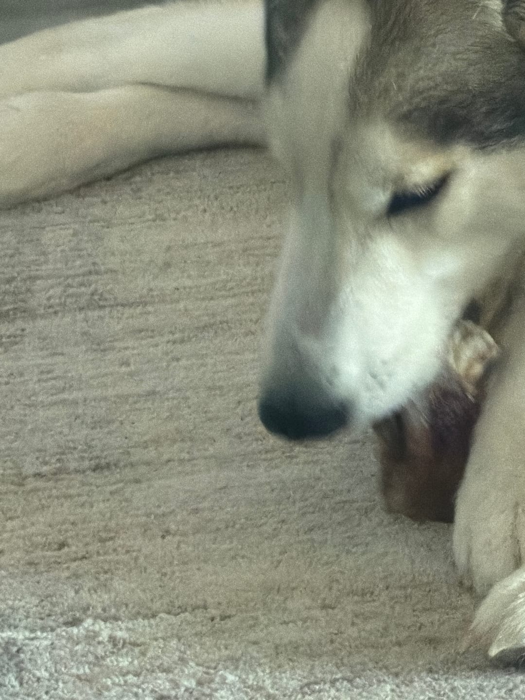 Customer photo review of Chewy Ostrich Knee Tendon: The Satisfying, Joint-Supporting Chew