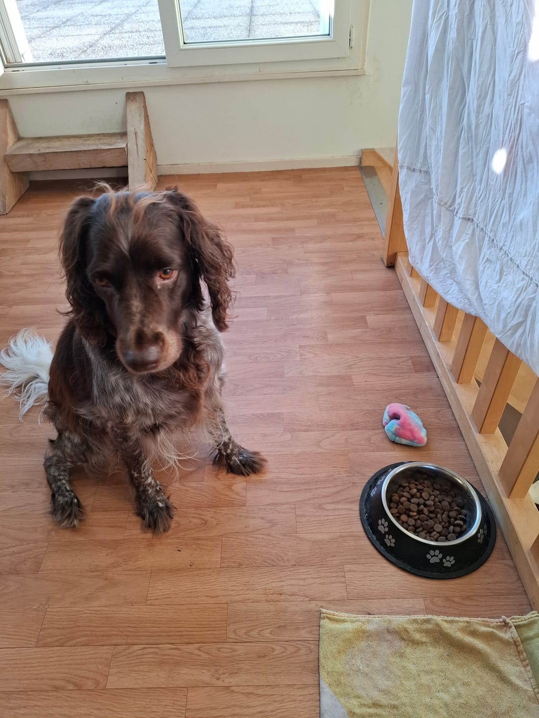Customer photo review of Croquettes chien sans céréales saumon & thon toutes tailles
