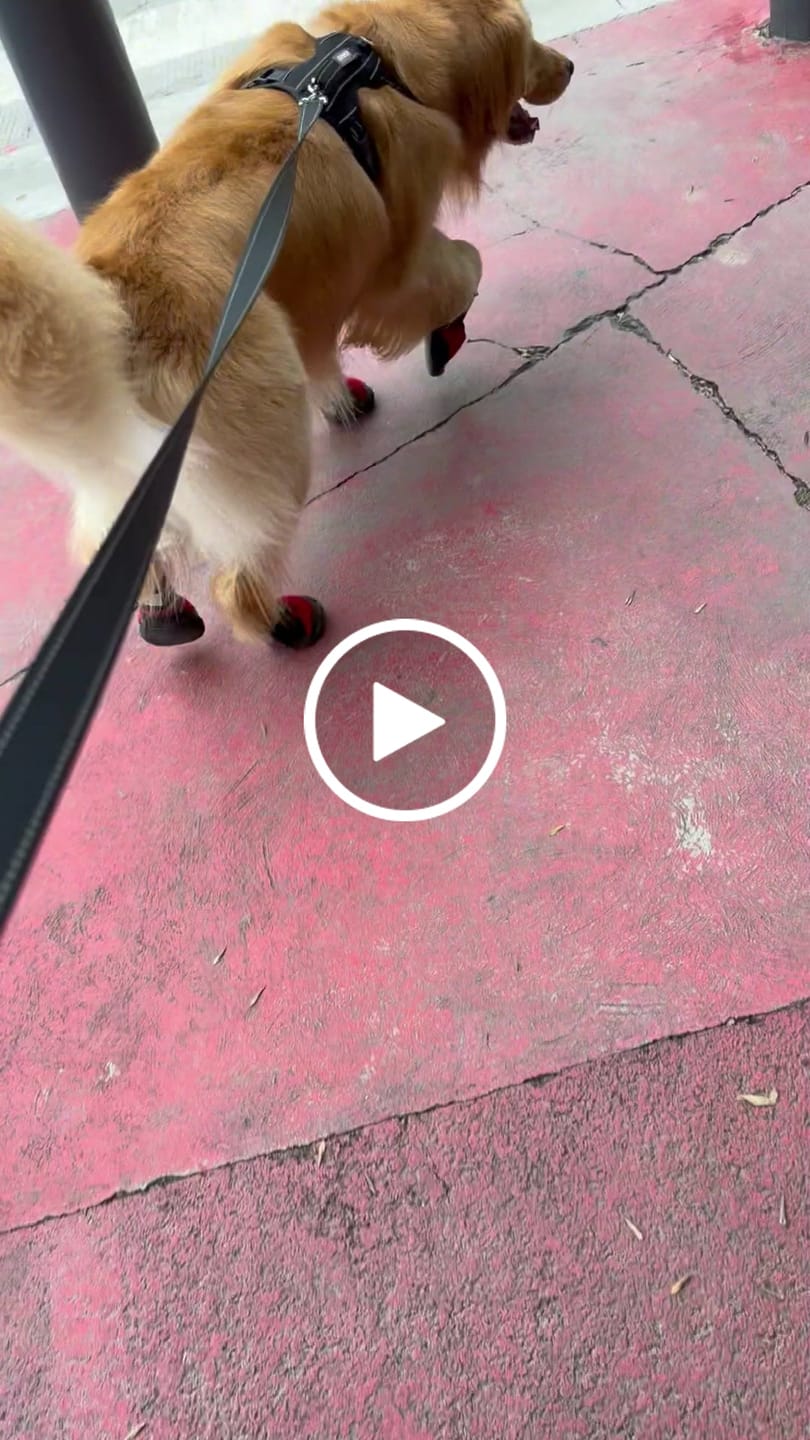 Customer video review of AIR PUP DOG SHOES - SET OF 4