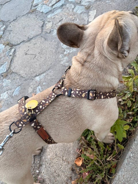 Customer photo review of Szelki guard "Brownie Terrazzo" - czarne okucia