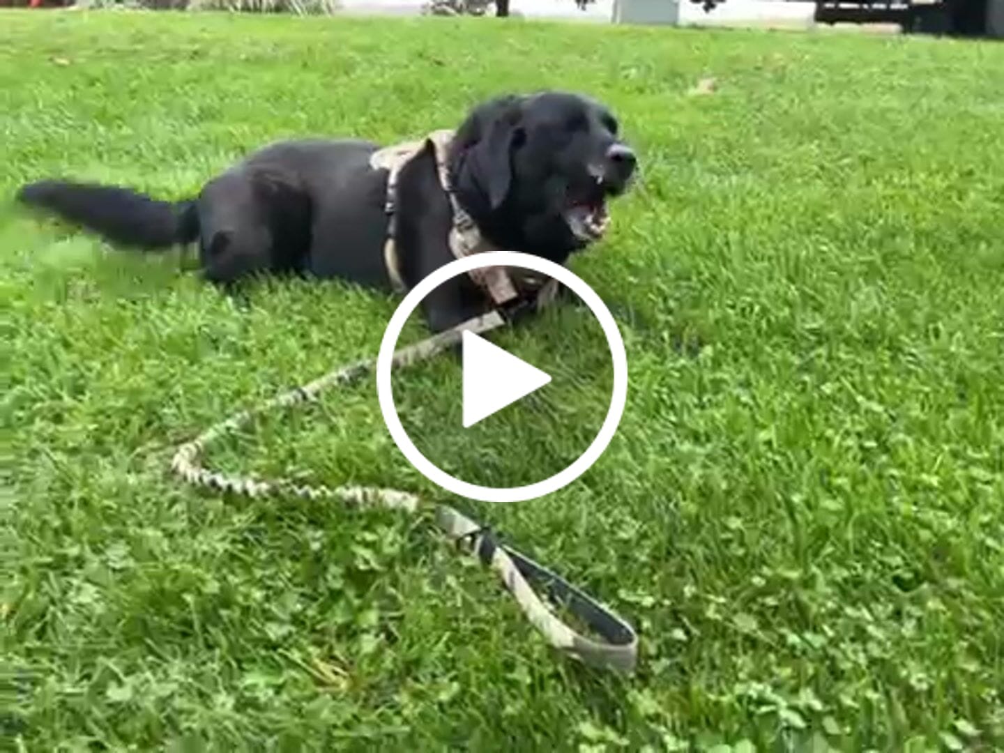 Customer video review of Heavy-Duty Double-Handle Tactical Bungee K9 Dog Leash with Padded Handles, Seatbelt Attachment, & Reinforced Swivel Clip