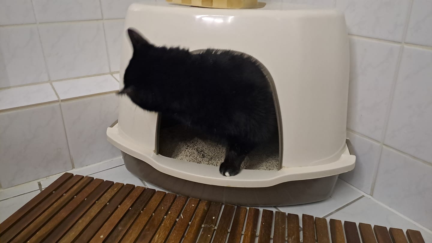 Customer photo review of Naturreines Katzenstreu Aktion