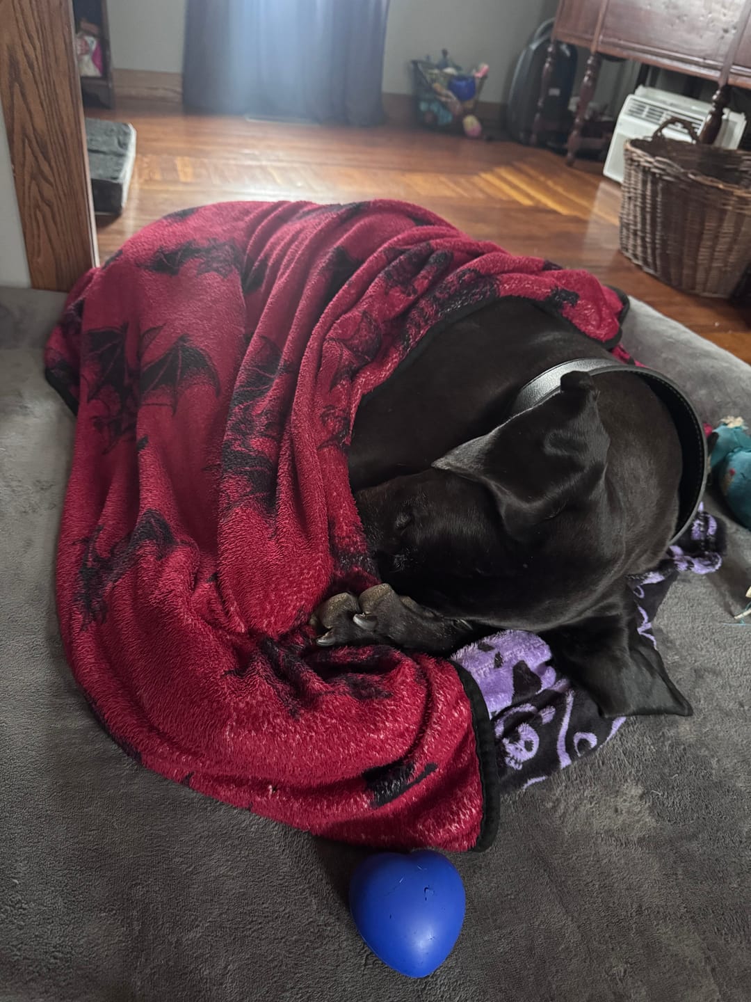Customer photo review of Big Ass Bolster Bed