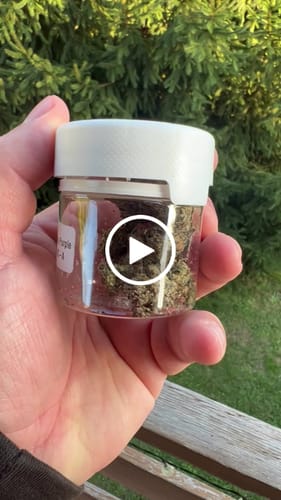 Customer video review of THC-A 36% Flower Granddaddy Purple
