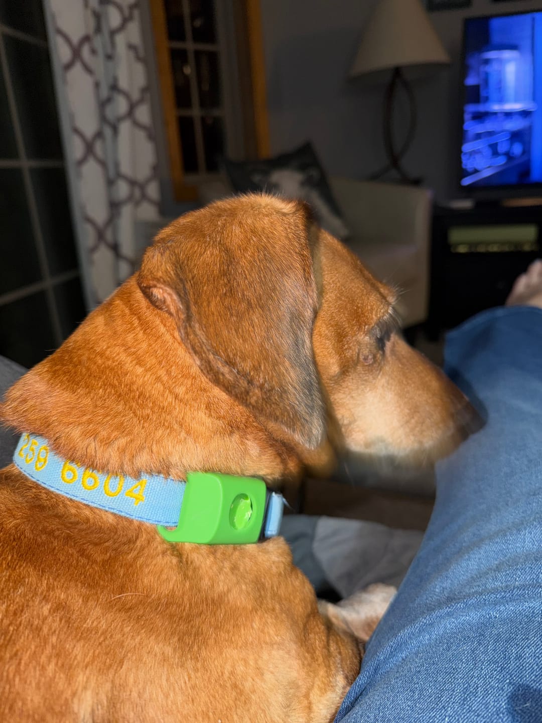 Customer photo review of FurLife™ 12 Months Flea and Tick Free