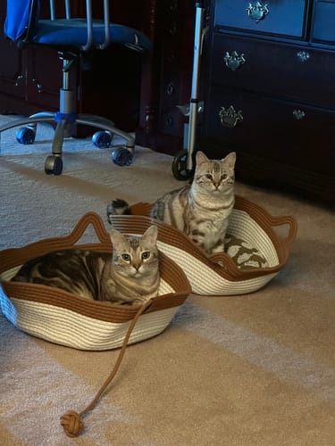 Customer's two Instinct Baskets with beige rope trim, each holding a resting cat on a carpeted floor.