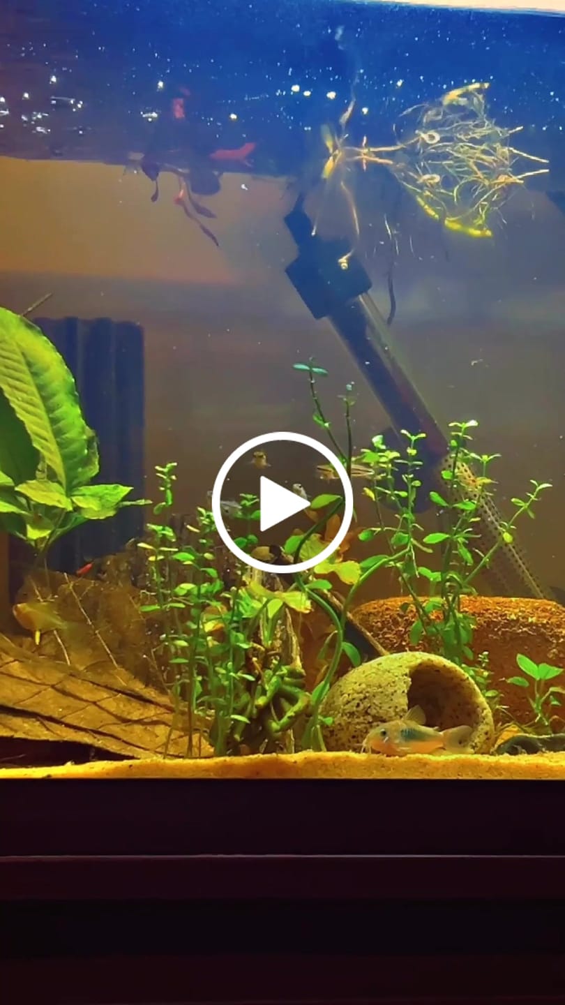 Customer video review of Pygmy Cory Catfish (Corydoras pygmaeus)