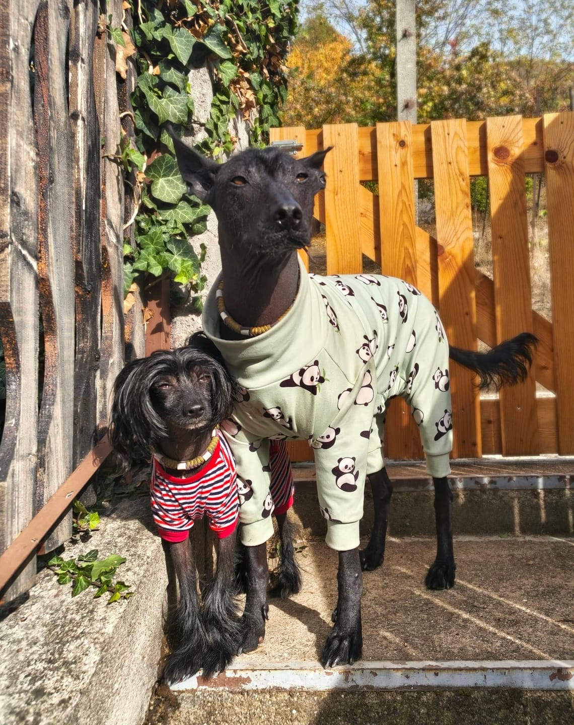 Customer photo review of Dog Pajama - Panda