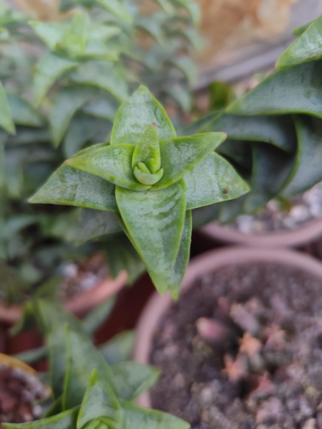 Customer photo review of Crassula perforata 'Penhoek Pass'
