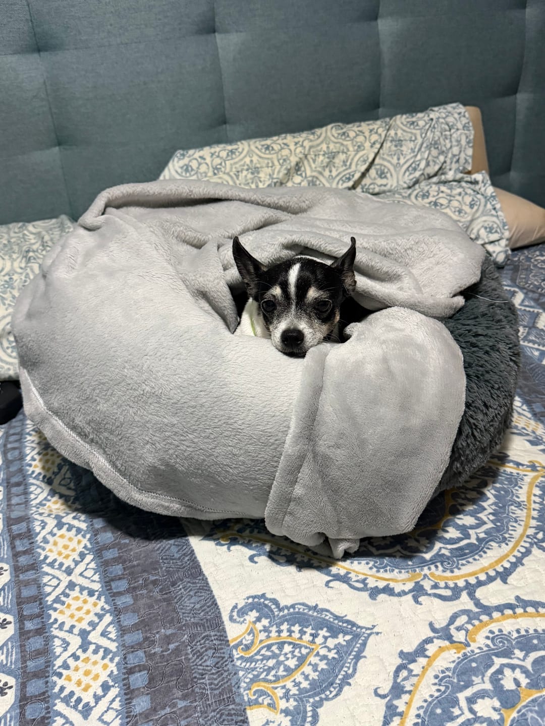 Customer photo review of Manta Relajante para Mascotas
