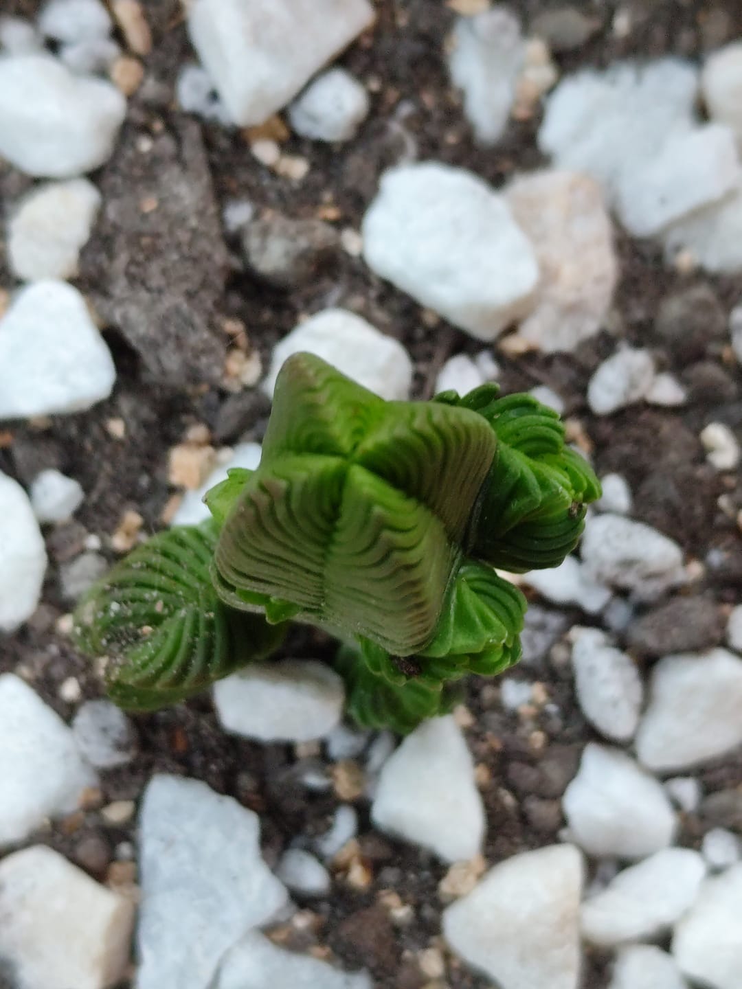 Customer photo review of Crassula capitella subsp. thyrsiflora