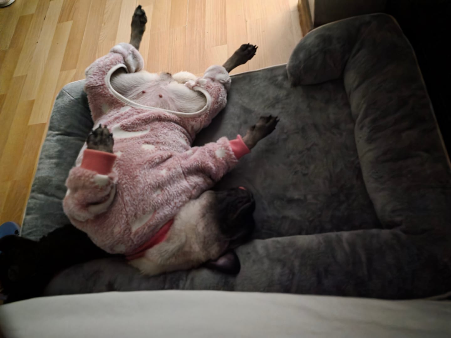 Customer photo review of Cama Ortopédica para Perros