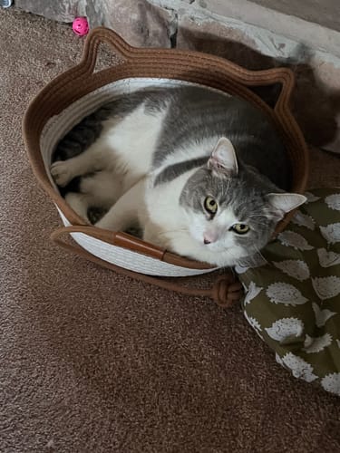 Customer's gray and white cat resting comfortably in a tan and white Instinct Basket cat bed.